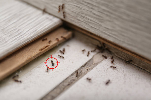 Best Best Pest Control Companies  in Andover, MN