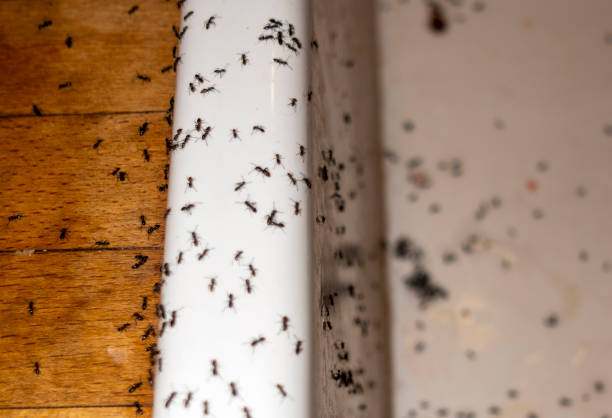 Professional Pest Control in Andover, MN