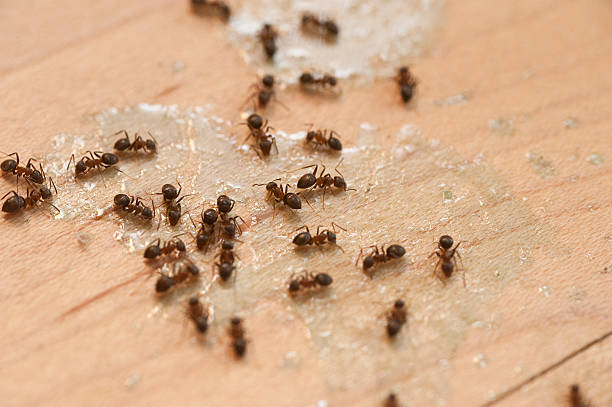 Best Mosquito Control Services  in Andover, MN