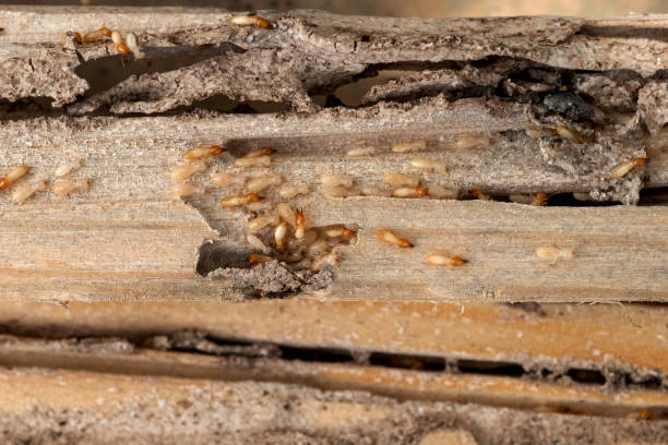 Best Bed Bug Extermination  in Andover, MN
